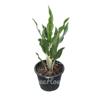 เศรษฐีใหม่ กระถาง 6 นิ้ว / Aglaonema sp. ‘Setthirmai’ pot 6