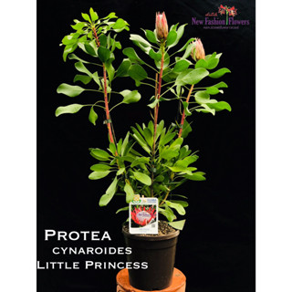 Protea cynaroides Little Princess/ ดอกกำลังหมด โพรเทีย ลิตเติ้ล ปริ้นซ์ สุดหายาก ไม้นำเข้าพร้อมป้ายชื่อและเลขพาสปอร์ต