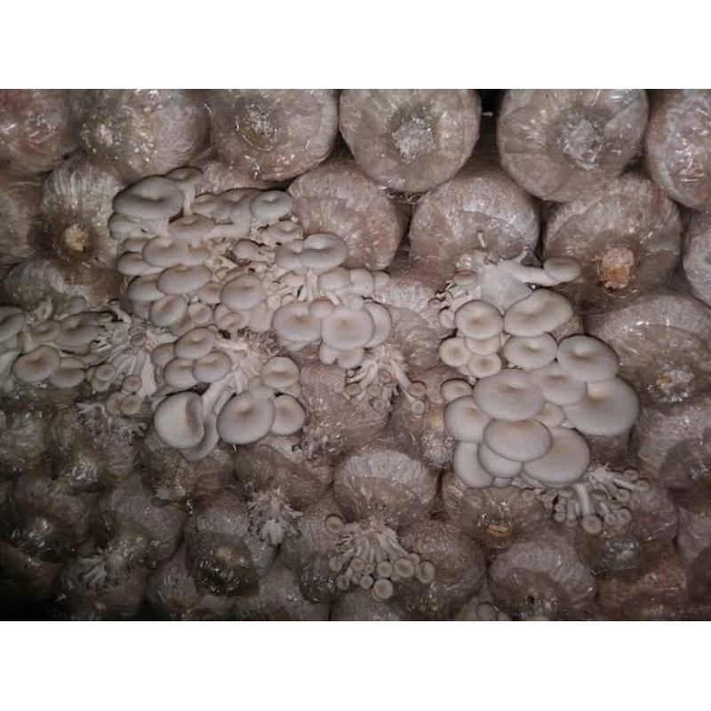 ก้อนเชื้อเห็ดนางฟ้า นางรมดำ ราคาส่งจากฟาร์มเห็ด ถูกคุณภาพดี