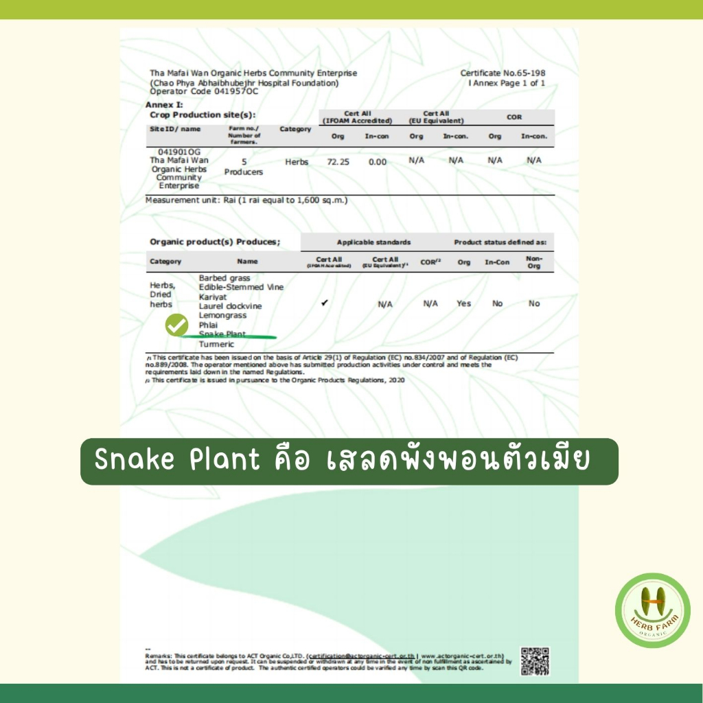 เสลดพังพอนสด อินทรีย์ ใบล้วนๆ คัดใบ ไม่ปนก้าน ใบสด 100 กรัม แถม 10 กรัม อินทรีย์จริงมาตรฐาน IFOAM ฝาหรั่งยอมรับ ราคา ถูกที่สุด ดีลบีเคเค แกลเลอรีภาพที่ 8