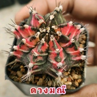 Gymno ดวงมณี สีแดง บั้งคม  ลายinverse ของแรร์