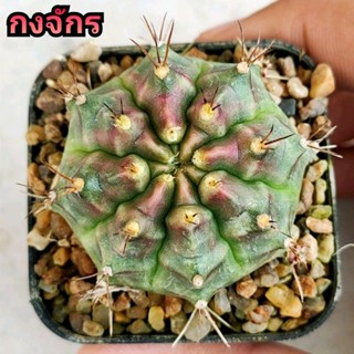 Gymno กงจักร ตัวแรร์ กระถาง 2 นิ้ว (มีที่นี่ที่เดียว)