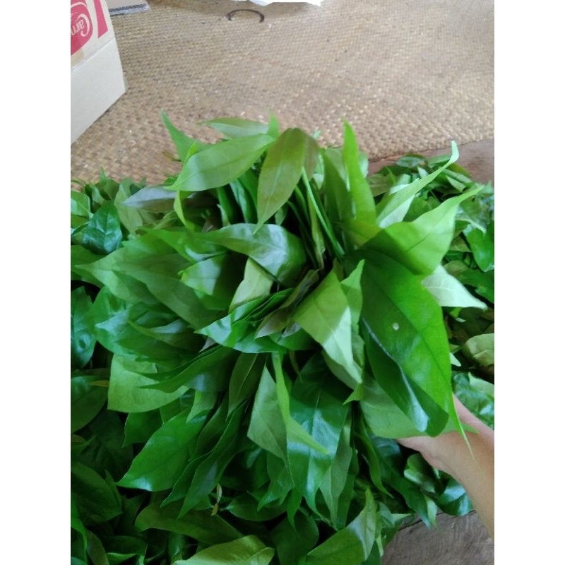 ผักเหลียงสดๆ ( 500g )