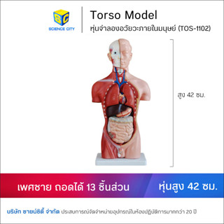 หุ่นจำลองอวัยวะภายในมนุษย์ เพศชาย ขนาด 42 ซม. (13ชิ้น)