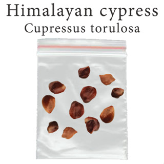 เมล็ดสน สนไซเปรส หิมาลัย สนภูฏาน Himalayan cypress - Bhutan cypress - Cupressus torulosa ร้านคนไทย บอนไซ