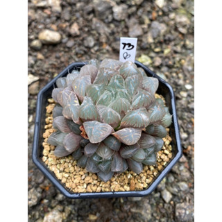 Haworthia Hybird Thailand กระถาง 3 นิ้ว จัดส่งทั้งกระถาง รหัส 73B-96B