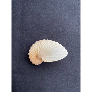 หอยทากทะเลเปลือกบางหายาก หอยสังข์สะสม rare thin-shelled sea snail shell collectible conch shell