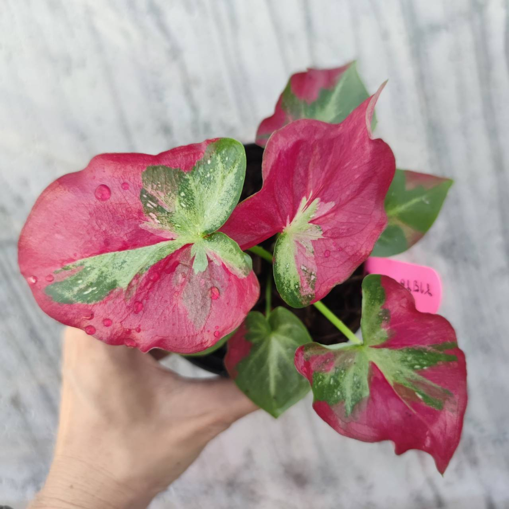 ชายชล บอนสีสวยตลอดกาล ที่ทุกบ้านต้องมี Caladium Chaichon