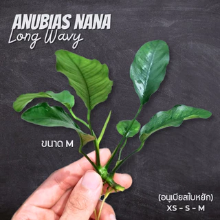 อนูเบียสบาเทอรี่ ใบหยัก เลือกขนาดได้ - Anubias Barteri Var. Wavy ต้นไม้น้ำ