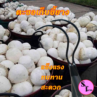 ตะขอเก็บขี้ยาง ตะขอเก็บเศษยางพารายางถ้วย