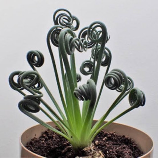 ปล่อยของแรร์ หอมทะเลทราย Albuca Spiralis