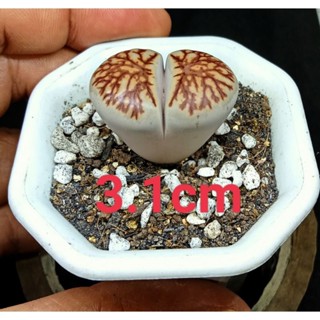 คิคุคัดลายสวยๆ  lithops Julli sspfulleri kikukaseki คิคุหน้าสวยๆ อายุ5ปี.คัดพิเศษทุกต้น