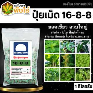 🌽 รุ่งอรุณ 16-8-8 (ปุ๋ยแบ่งขาย) 1กิโลกรัม ปุ๋ยสูตร เร่งต้น เร่งใบ ฟื้นต้น