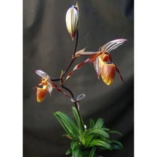 Paph.gardineri ขนาดกระถาง 2 นิ้ว