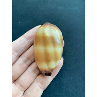 เปลือกคาวรีสีทอง wine barrel cowrie shell