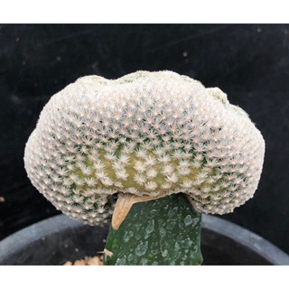 แคคตัส แมม อีเกอเกีย คริส mammillaria egregia cactus ไม้กราฟ จำนวน 1 ต้น