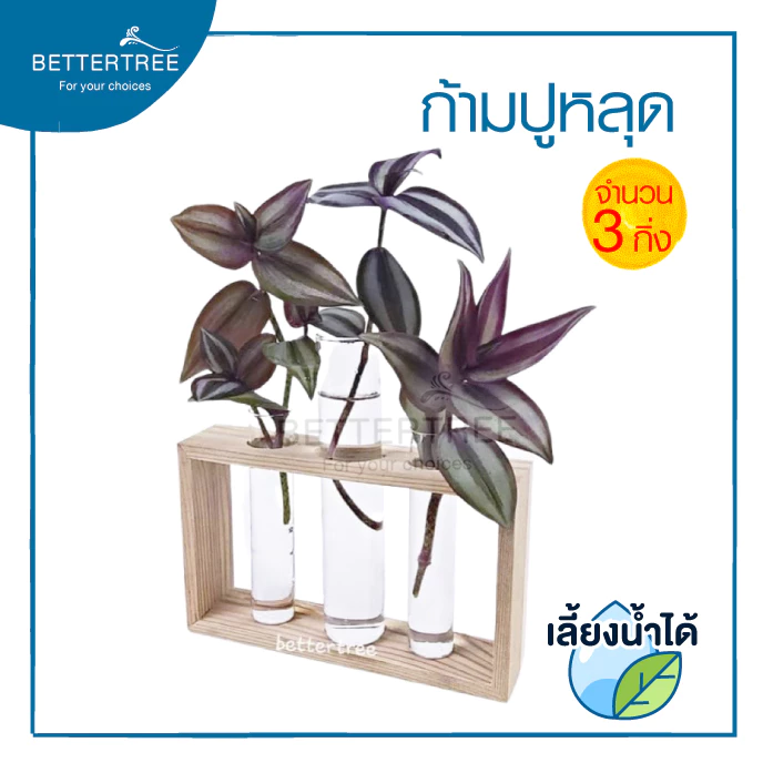 ก้ามปูหลุด( จำนวน 3 กิ่ง ) Tradescantia zebrina สามารถเลี้ยงน้ำได้ ไม้น้ำ