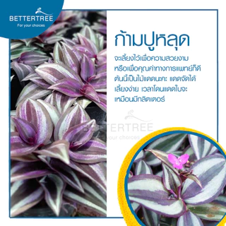 ก้ามปูหลุด( จำนวน 3 กิ่ง ) Tradescantia zebrina สามารถเลี้ยงน้ำได้ ไม้น้ำ