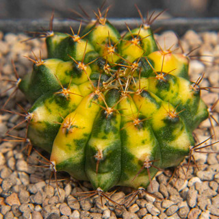 Gymnocalycium ฟอร์มดัง cats eye ด่างกระจายสวยๆ แคคตัส กระบองเพชร cactus ยิมโนคาไลเซียม ไม้ประดับ ไม้สะสม