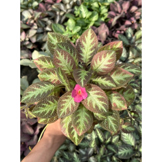 พรมญี่ปุ่น ฟอเอฟเวอรร์ Episcia Joy Forever สีใบสวยมากมีความเฉพาะตัว ดอกสีชมพูดสดใส ต้นไม้ประดับ ต้นไม้ตกแต่งบ้านและสวน