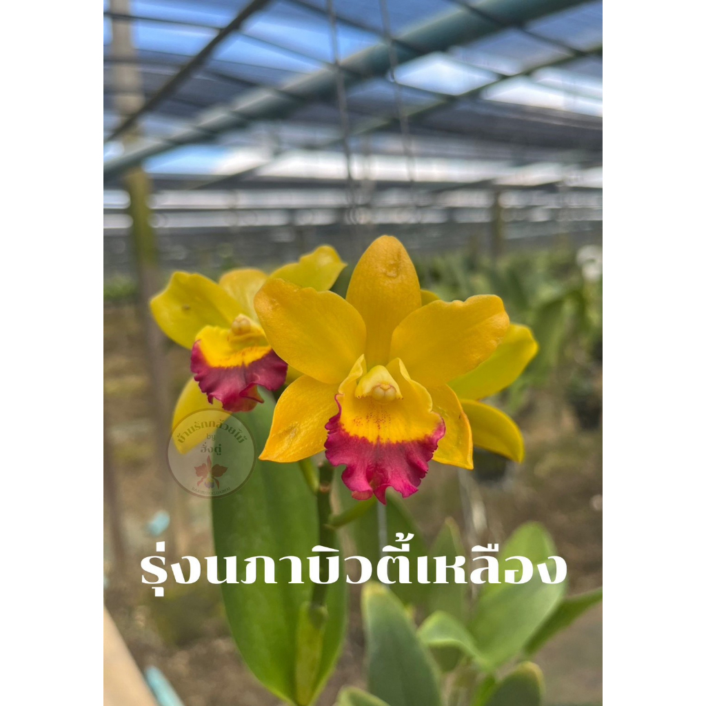 กล้วยไม้แคทลียา รุ่งนภาบิวตี้เหลือง ต้นพร้อมให้ดอก แคทลียาส่งตรงจากสวน