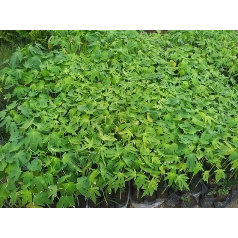 ต้นมะละกอแขกดำแท้1ถุงดำ1ต้นมีจำกัดราคาถูกที่สุด🌺มีจำนวนน้อย🌺🌺🌺