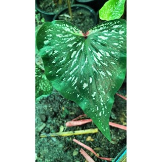 บอนสีมหายมยักษ์caladium