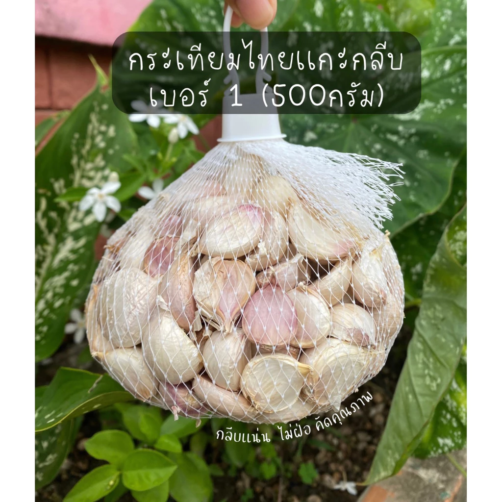 กระเทียมไทยแกะกลีบใหญ่สุดเบอร์ (1)