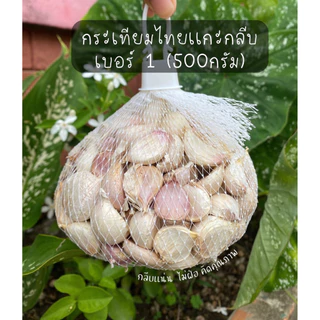 กระเทียมไทยแกะกลีบใหญ่สุดเบอร์ (1)