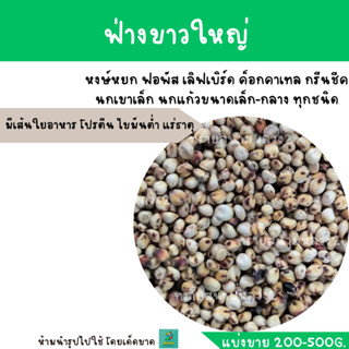 ฟ่างขาวใหญ่(แบ่งขาย 200-500G.)