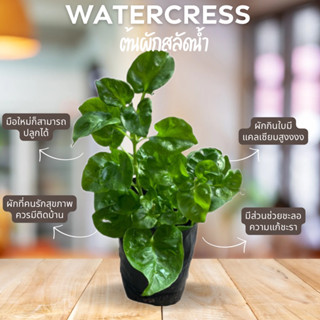 ต้นวอเตอร์เครส(watercress plants) ผักสลัดน้ำ