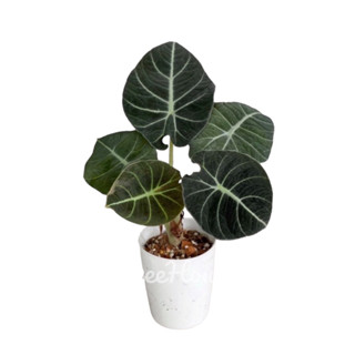 อโลคาเซีย แบล็คเวลเวท 2 ไซส์ (Alocasia black velvet)