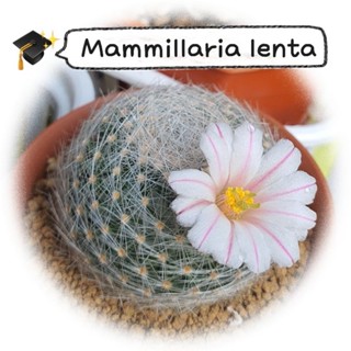 แมมเลนตา Mammillaria lenta แคคตัส ไม้ชำหน่อ หนามสวย ในกระถาง 2 นิ้ว