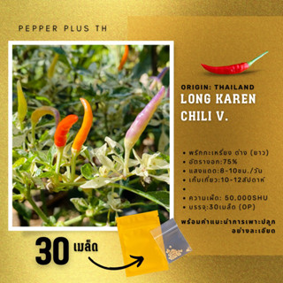 พริกกะเหรี่ยง(ยาว) ด่าง เมล็ดพันธุ์ 30 เมล็ด รับประกันด่าง 100% Long Karen chili V.