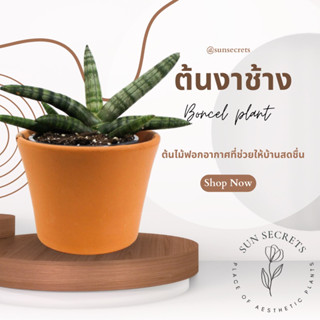 ต้นงาช้าง(Boncel plant) กระถาง4นิ้ว