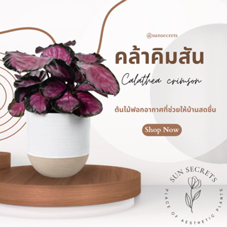 คล้าคิมสัน(CALATHEA CRIMSON) กระถาง 4-6นิ้ว ต้นไม้ฟอกอากาศ