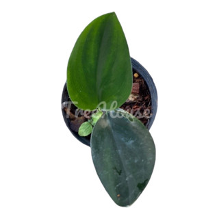 ปีกนกใบดำ กระถาง 3 นิ้ว (Scindapsus treubii dark form) Pot 3