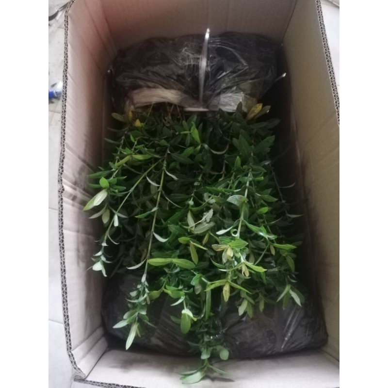 ต้น​เข็ม​แดง​ ชุด​ 15 ต้น​ ราคา​ 69 บาทค่ะ - รูปที่ 3