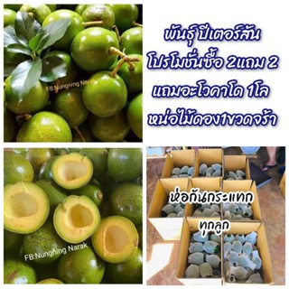 🥑อาโวคาโด้สายพันธุ์ปีเตอร์สัน 🥑🍀สายพันธุ์โครงการหลวง 🍀