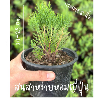 สนสาหร่ายหอมญี่ปุ่น ไซส์กระถาง6นิ้ว