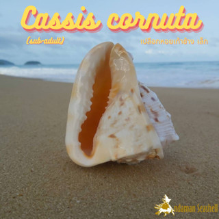 Andaman seashell เปลือกหอย หอยเท้าช้าง ตัวเล็ก (Cassis cornuta)