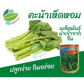 เมล็ด​พันธุ์​ คะน้าเห็ดหอม คะน้าหวาน (500 กรัม / 50 กรัม)