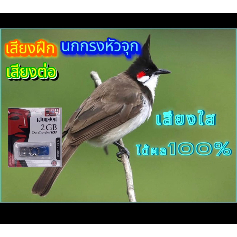 เสียงฝึกเสียงต่อนกกรงหัวจุก ได้ผล100% สามารถเปิดวนได้ทั้งวันทั้งคืน