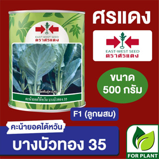 เมล็ดพันธุ์ ศรแดง Big คะน้า บางบัวทอง กระป๋อง ขนาด 500 กรัม