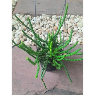 Euphorbia dichroa (ยูโฟเบีย แคคตัส)