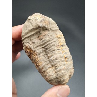 🦋 ฟอสซิล ไทรโลไบต์ ( Trilobite Fossil ) ของเเท้ 108 g.ค่อนข้างสมบูรณ์ เหมาะเเก่การสะสม หรือเป็นตัวอย่างเพื่อการศึกษา