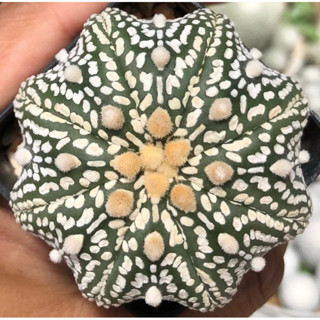 #สวยละลาย ลายเอกลักษณ์ 🫰🏻😳😍⭐️🌟⭐️Astrophytum asterias "Super Kabuto ” 🔥⭐️ลายขาวโอโม่สวย ทรงแป้นมีเอว ❤️❤️