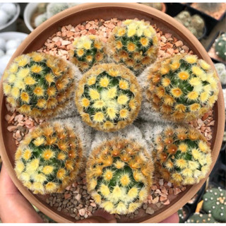 ❤️❤️สวยแบบไม่มีอะไรมาต้าน🏝บุดดาเบิ้มฟอร์มขนหัวทองสวย 💛🌕🌼🌕🌼Mammillaria carmenae Buddha Gold Japan