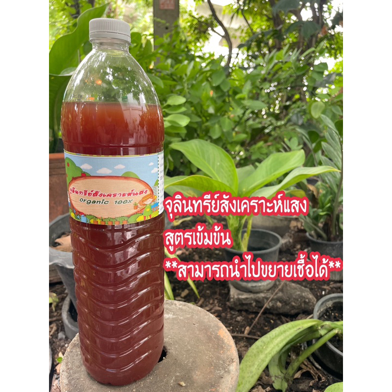>>พร้อมส่ง<< จุลินทรีย์สังเคราะห์แสง สูตรเข้มข้น (PSB) ขวดขนาด 1.5 ลิตร