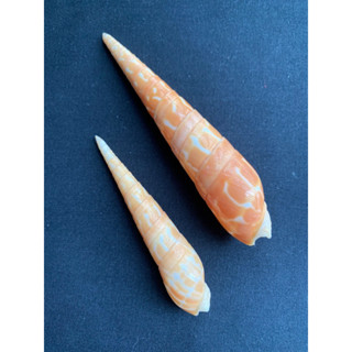 หอยสังข์กรวยแดง Red Bamboo Shoots Long Cone Conch Shell hongsun